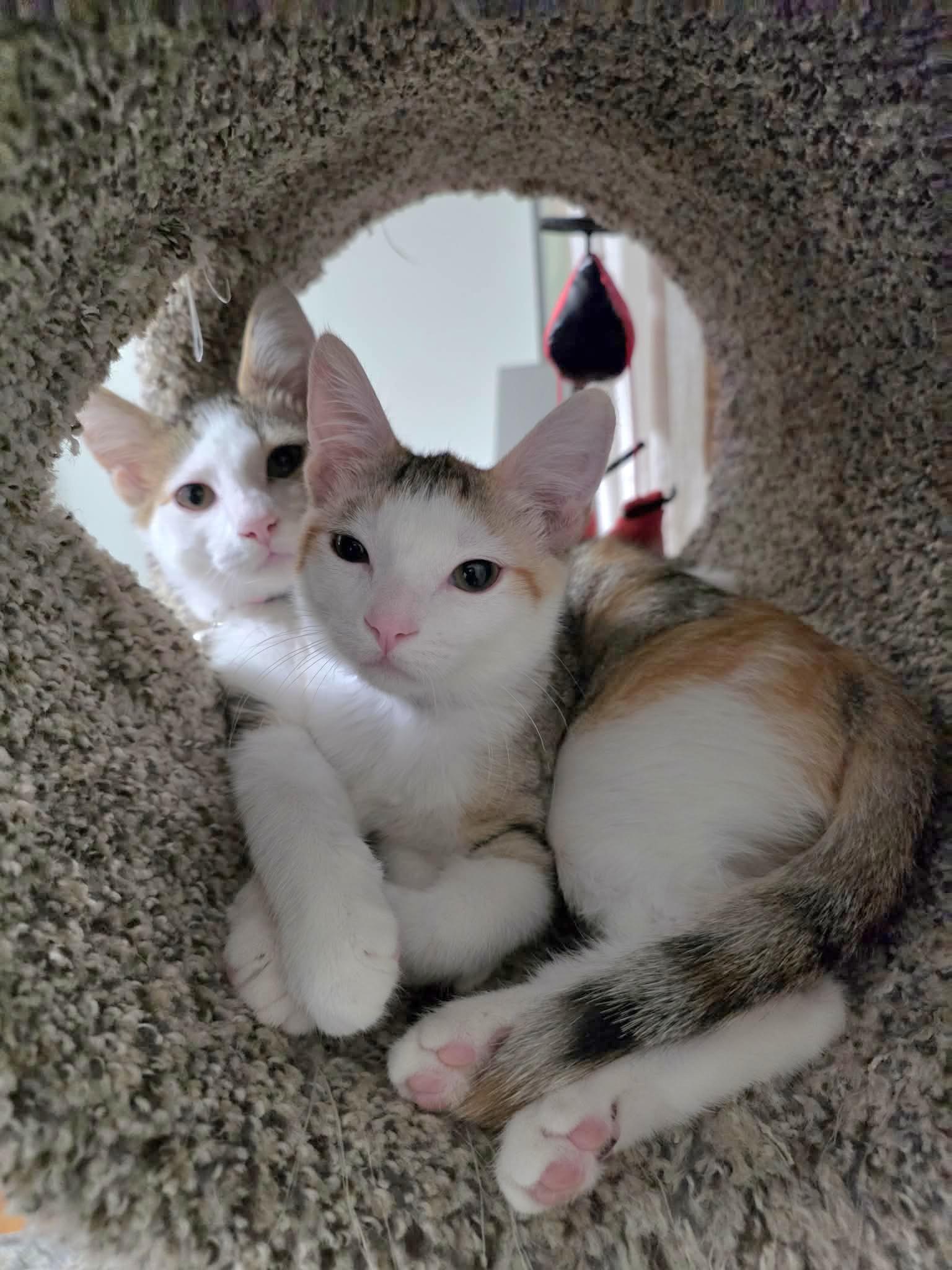 Enlarge Mimosa - sweet and affectionate, a Adoptable Domestic Short Hair in Racine, WI image 5/6