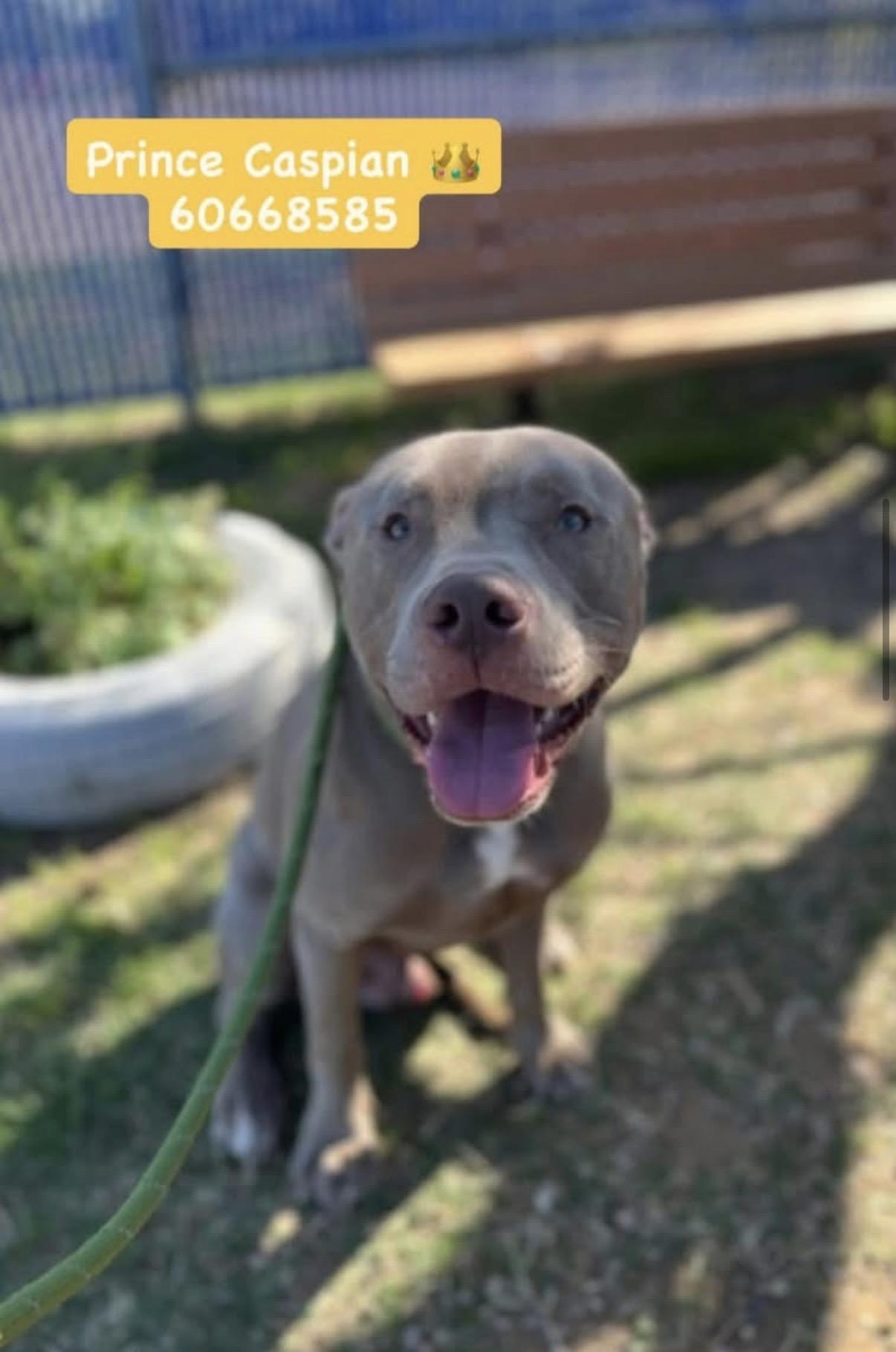 Cale, ADOPTABLE, Young Male Pit Bull Terrier.