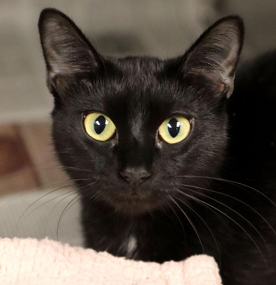 Daisy (AO36105), an adopted Domestic Short Hair in Merriam, KS image 2/2