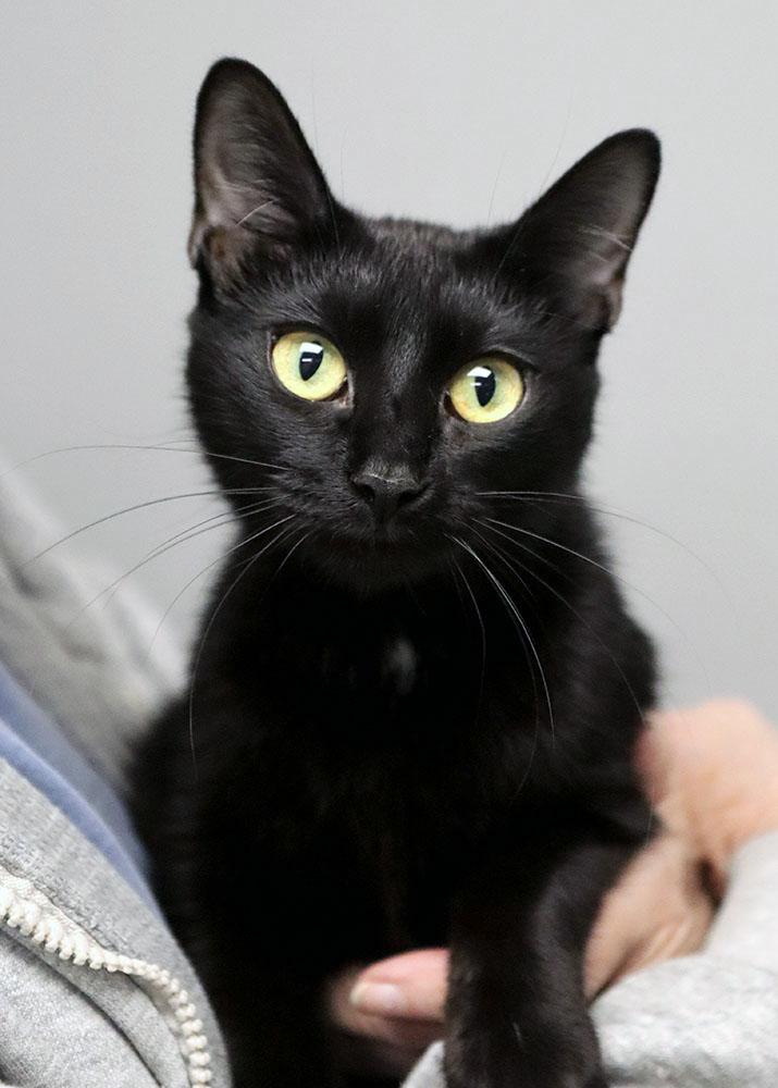 Daisy (AO36105), an adopted Domestic Short Hair in Merriam, KS image 1/2