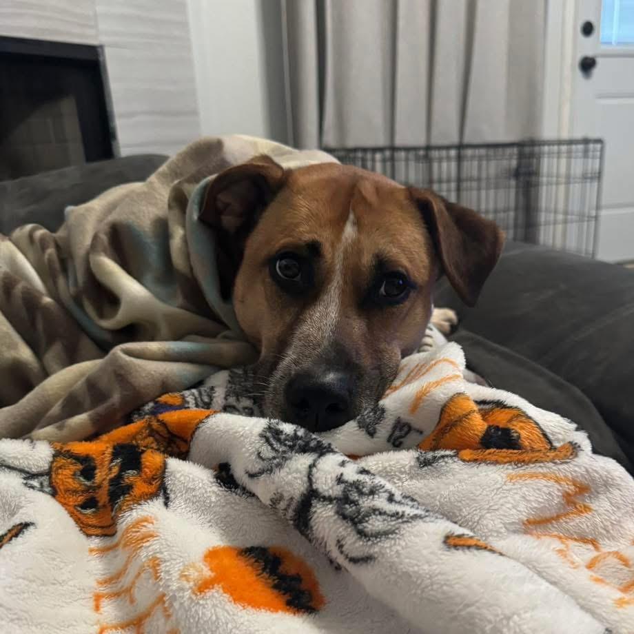 Xena, a Adoptable mixed breed in Benbrook, TX image 3/3