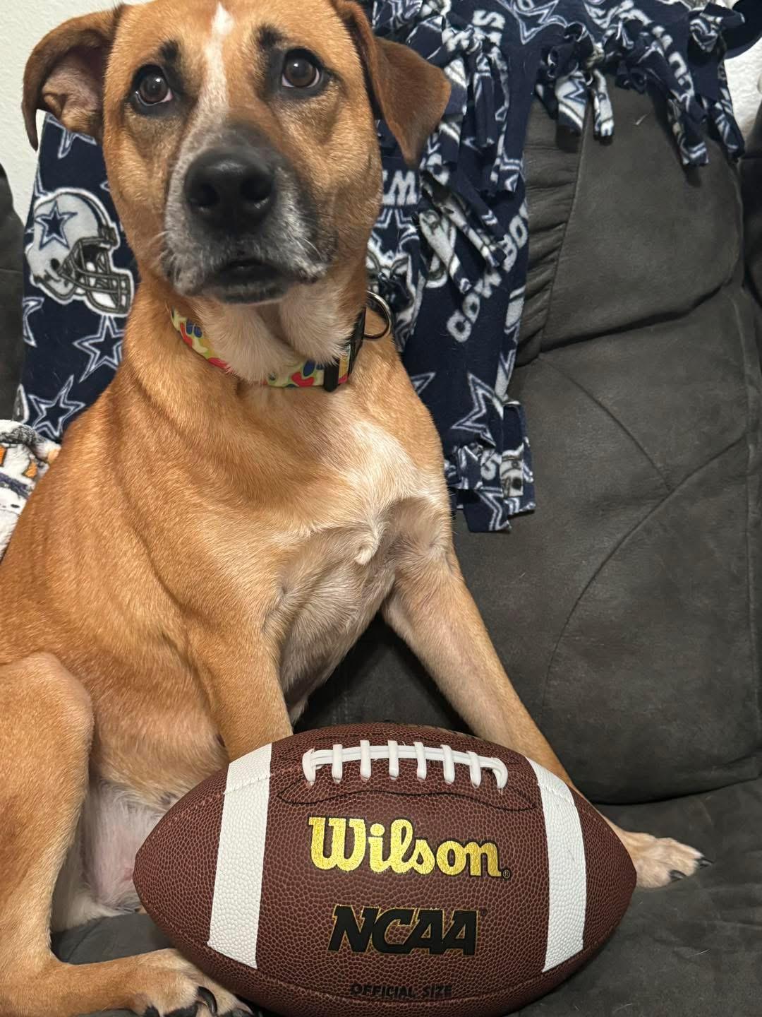 Xena, a Adoptable mixed breed in Benbrook, TX image 2/3