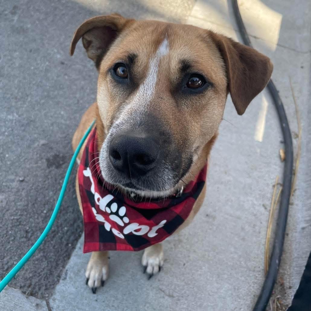 Xena, a Adoptable mixed breed in Benbrook, TX image 1/3