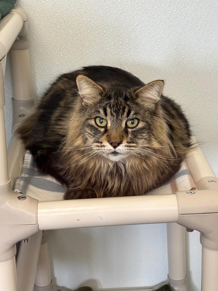 Enlarge Chance, a Adoptable mixed breed in Gillette, WY image 2/2