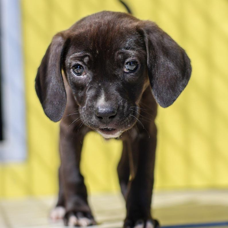 Enlarge Sitka, a Adoptable mixed breed in Bradenton, FL image 1/1