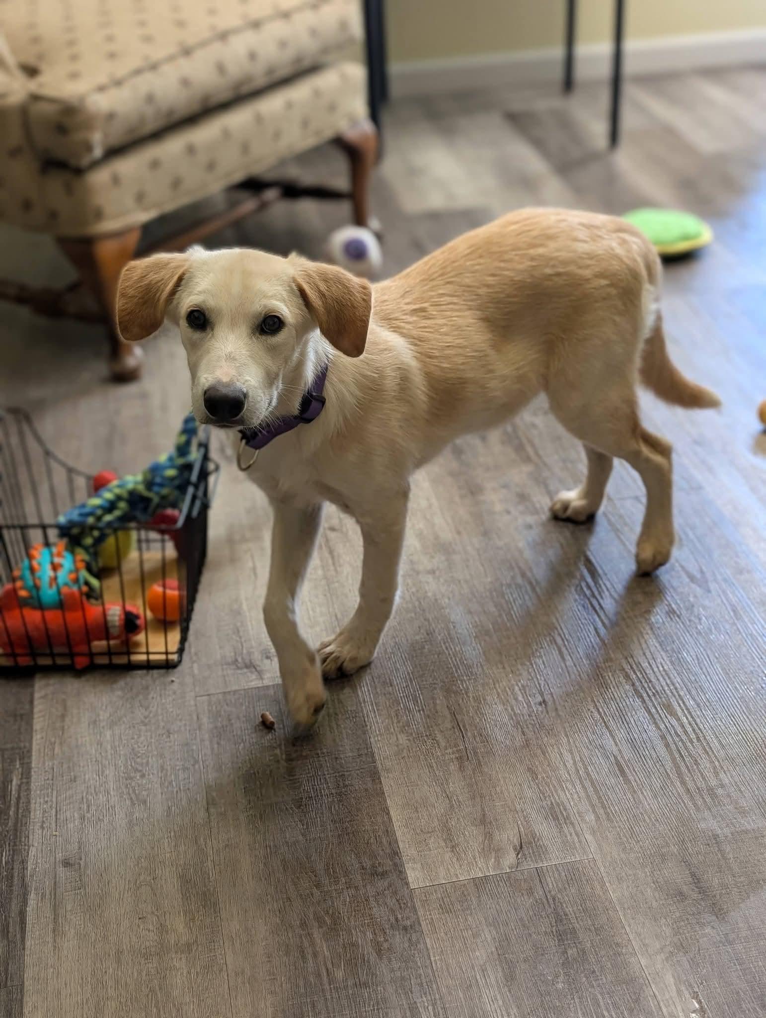 Enlarge PANCAKE 425, a Adoptable mixed breed in Milwaukee, WI image 3/6