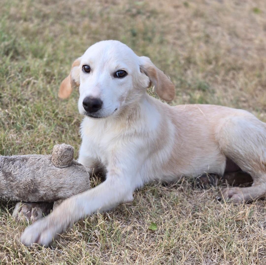 Enlarge PANCAKE 425, a Adoptable mixed breed in Milwaukee, WI image 2/6