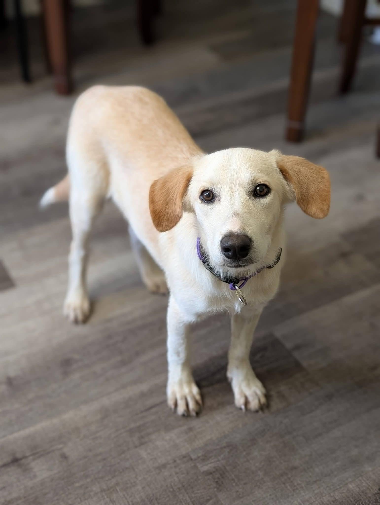 PANCAKE 425, Adoptable, Young Male Labrador Retriever.