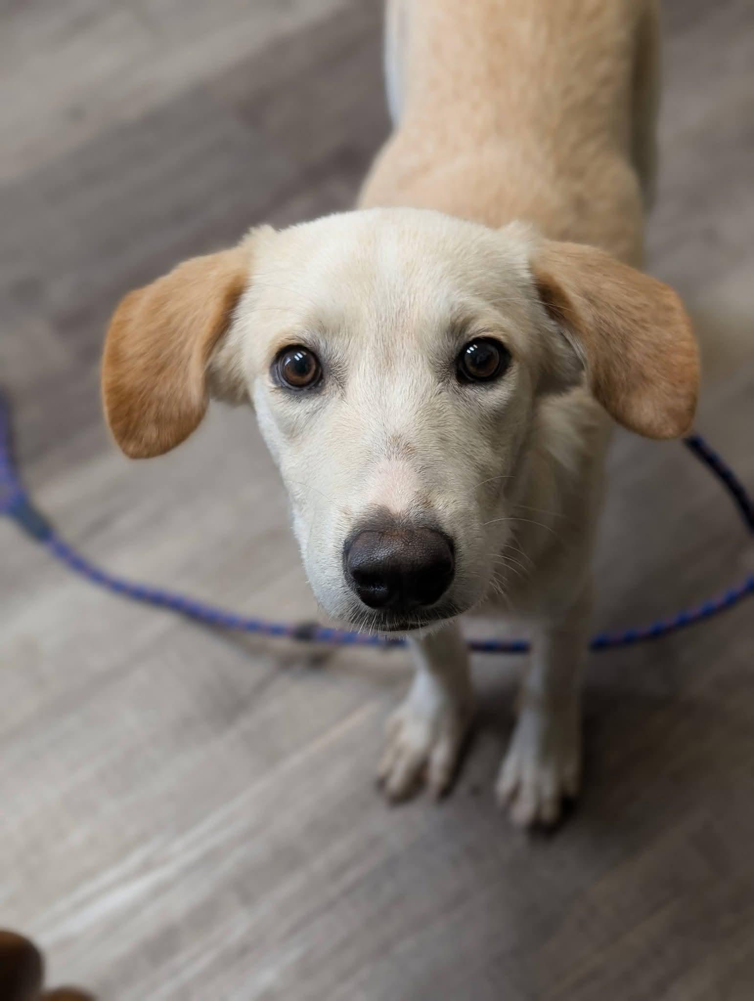Enlarge PANCAKE 425, a Adoptable mixed breed in Milwaukee, WI image 4/6