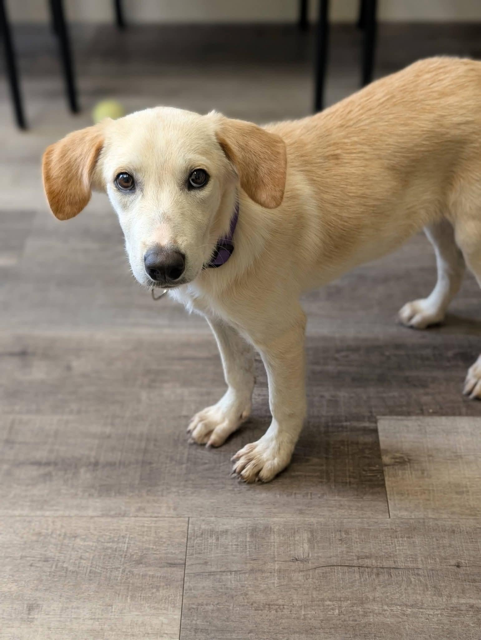 Enlarge PANCAKE 425, a Adoptable mixed breed in Milwaukee, WI image 5/6