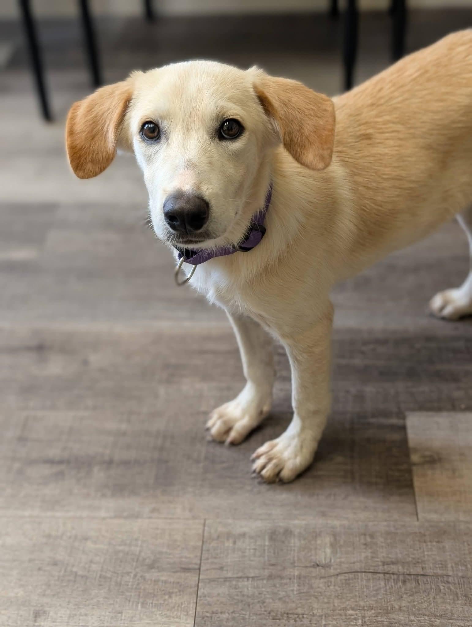 Enlarge PANCAKE 425, a Adoptable mixed breed in Milwaukee, WI image 6/6