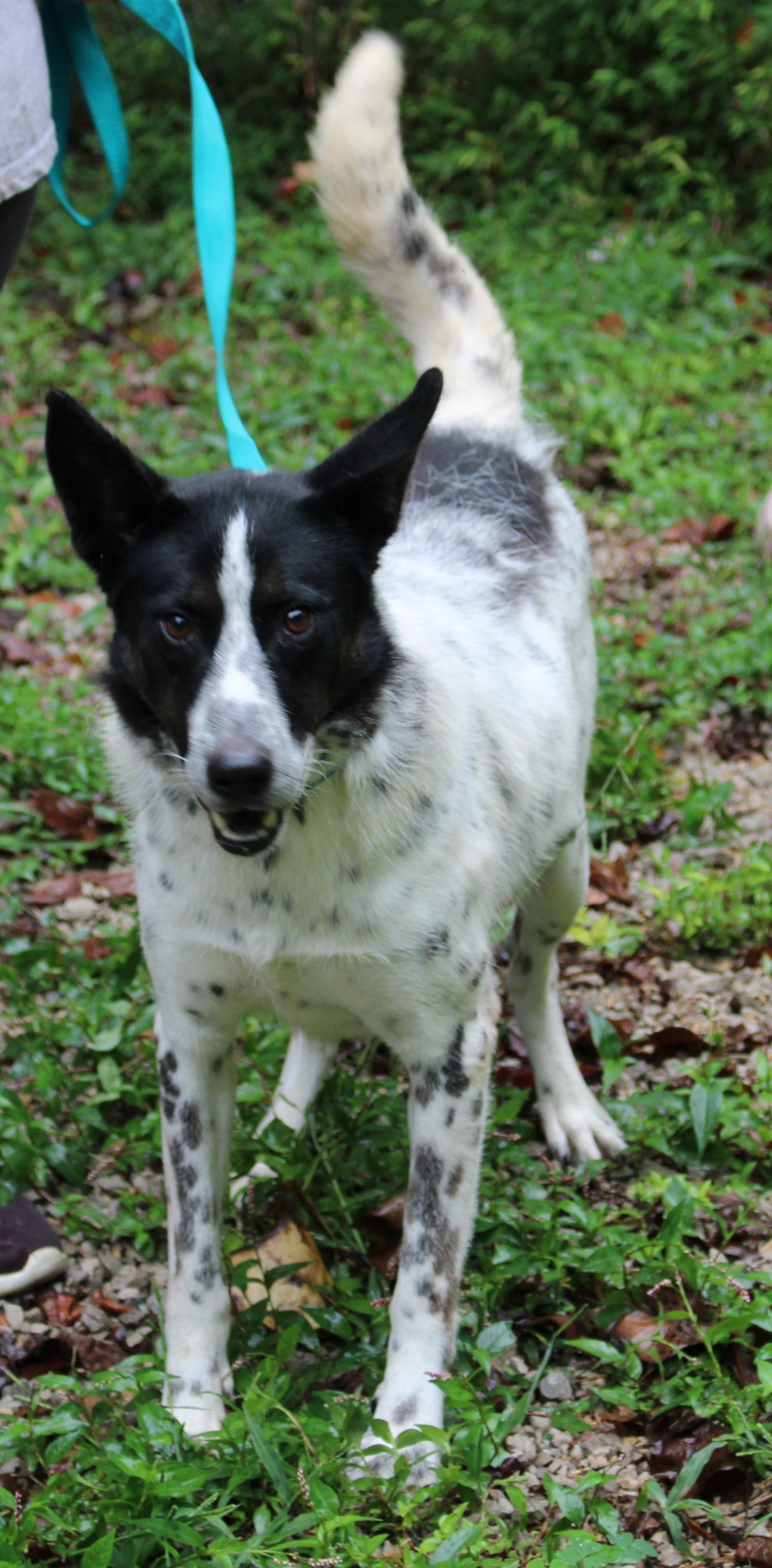 Enlarge Danny, a Adoptable Pointer in Frenchburg, KY image 2/3
