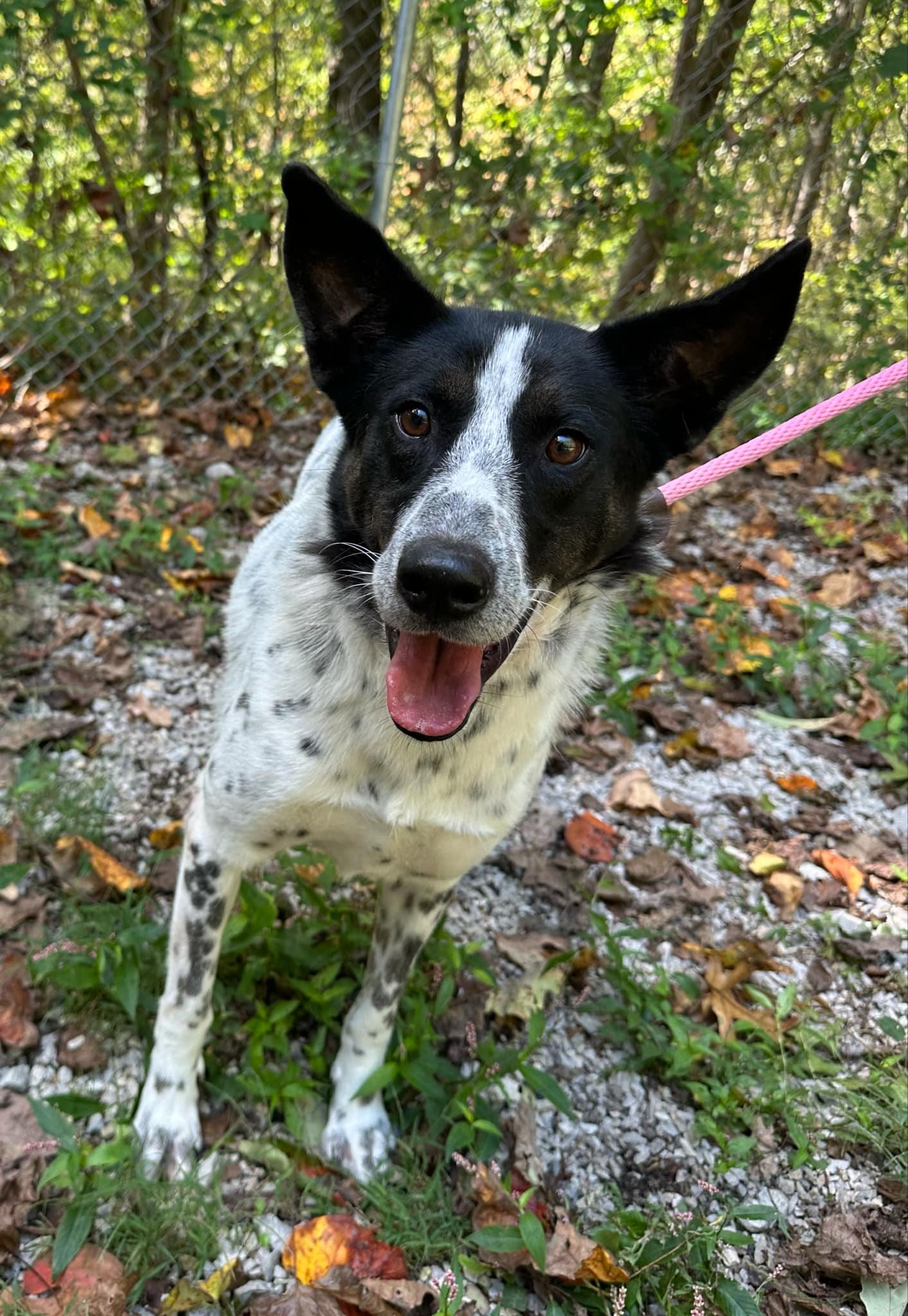 Enlarge Danny, a Adoptable Pointer in Frenchburg, KY image 3/3