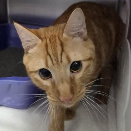 Enlarge Simba, an adopted Domestic Short Hair in Worcester, MA image 1/1
