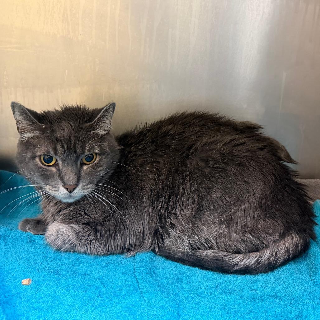 Stripes, Adoptable, Adult Female Domestic Medium Hair & Domestic Medium Hair.
