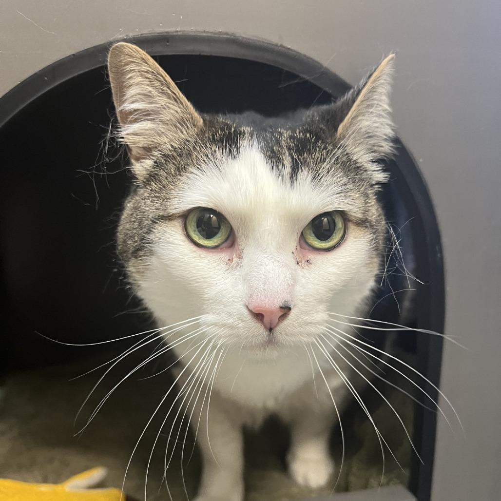 Enlarge Nila, a Adoptable Domestic Short Hair in Tacoma, WA image 1/2