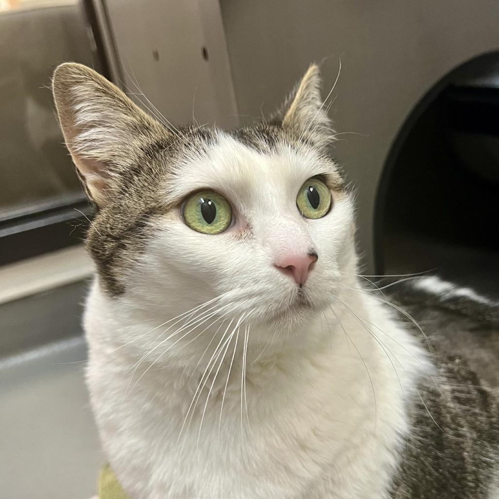 Enlarge Nila, a Adoptable Domestic Short Hair in Tacoma, WA image 2/2