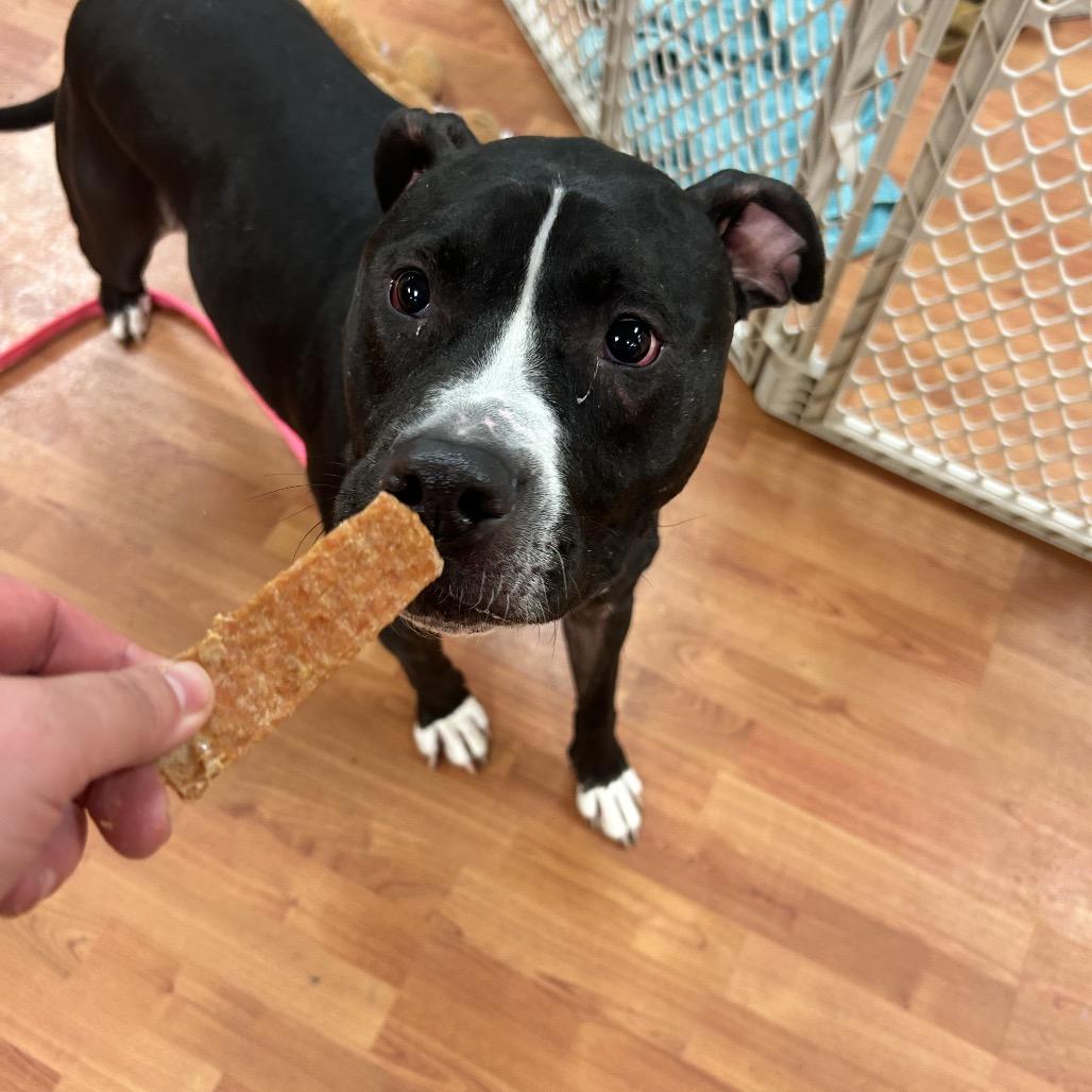 Enlarge Pepper, a Adoptable Mixed Breed in Springboro, OH image 1/6