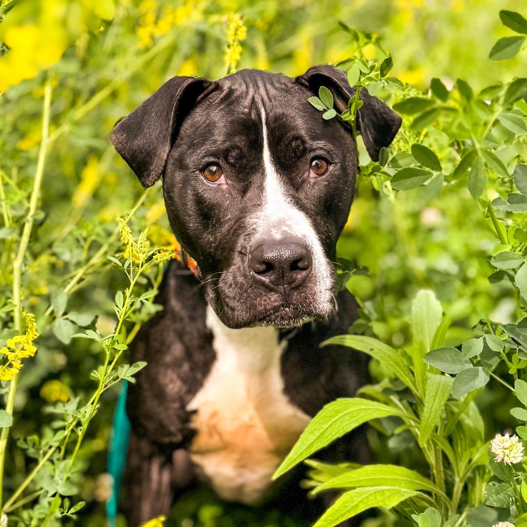 Enlarge Pepper, a Adoptable Mixed Breed in Springboro, OH image 3/6