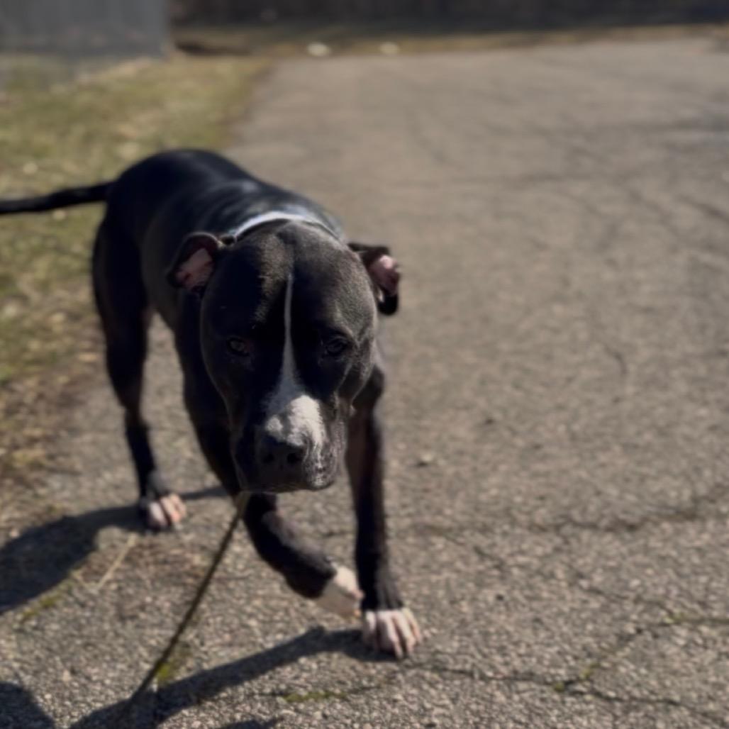 Enlarge Pepper, a Adoptable Mixed Breed in Springboro, OH image 3/6