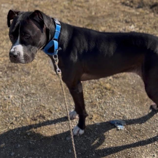 Enlarge Pepper, a Adoptable Mixed Breed in Springboro, OH image 4/6