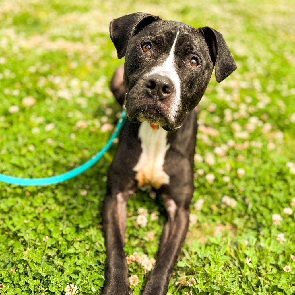 Pepper, a Adoptable Mixed Breed in Springboro, OH image 4/6