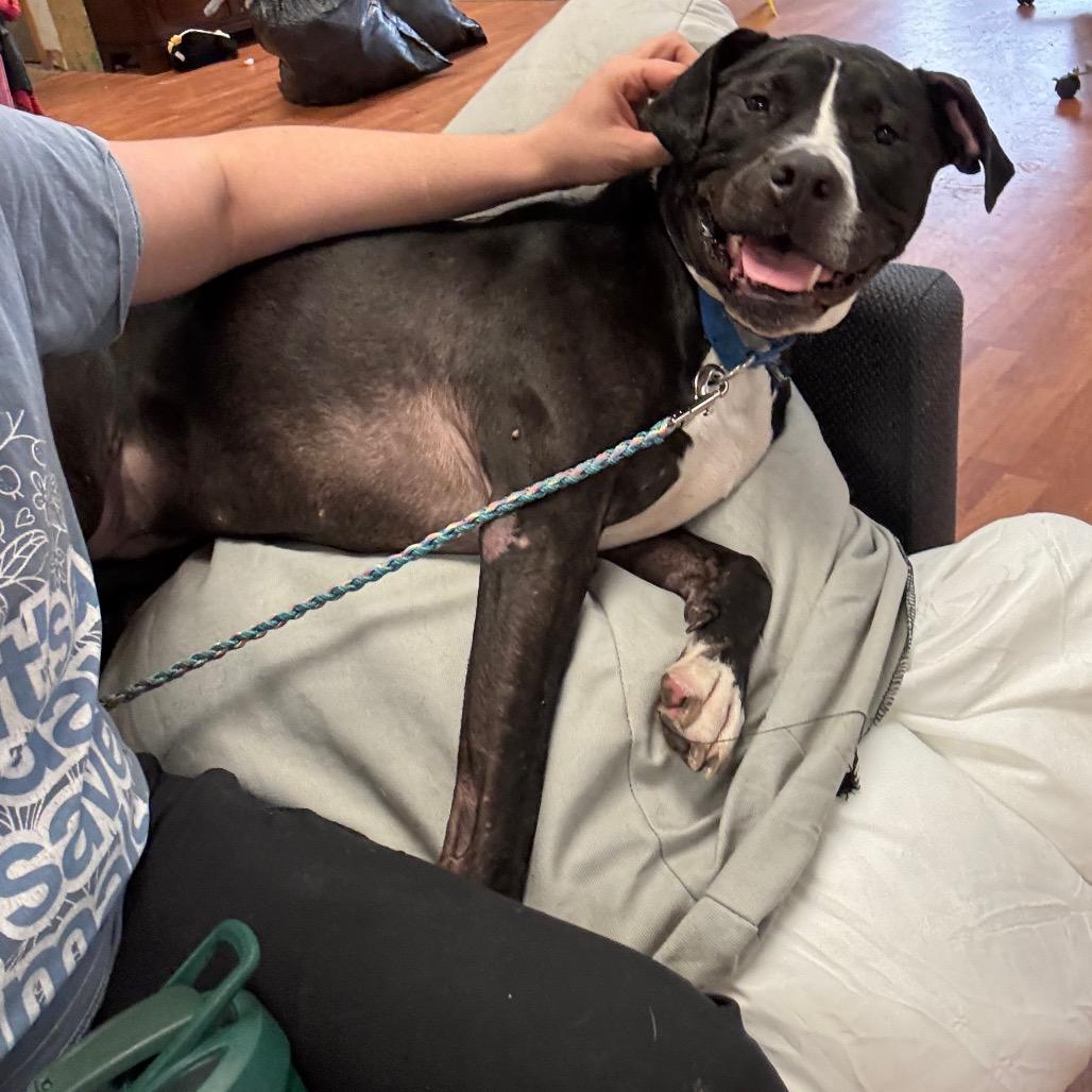 Enlarge Pepper, a Adoptable Mixed Breed in Springboro, OH image 5/6