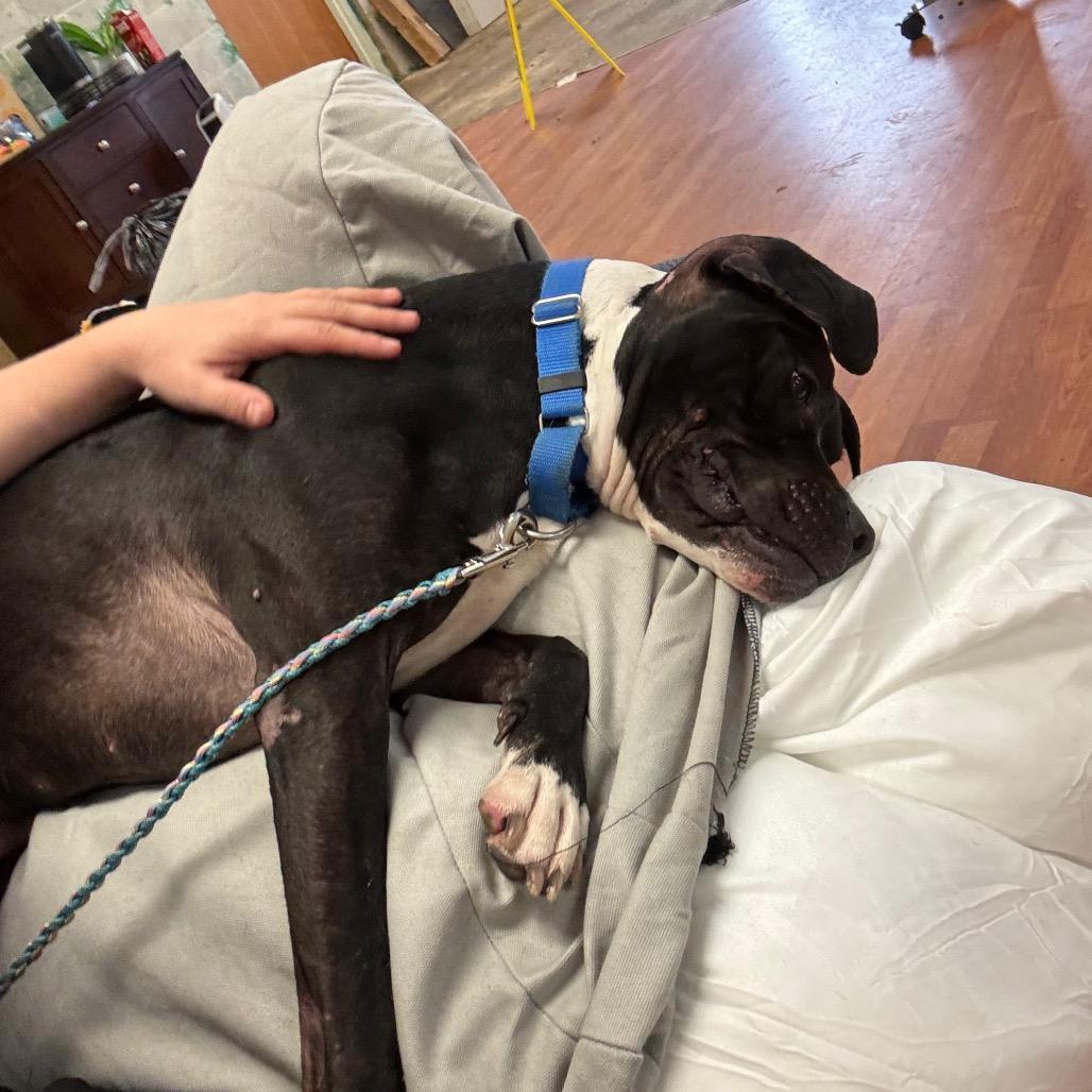 Enlarge Pepper, a Adoptable Mixed Breed in Springboro, OH image 6/6