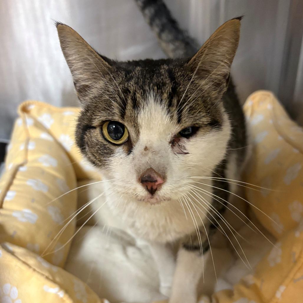 Enlarge Hobo, a Adoptable Domestic Short Hair in Chehalis, WA image 1/2