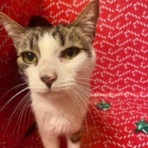 Enlarge Hobo, a Adoptable Domestic Short Hair in Chehalis, WA image 2/2