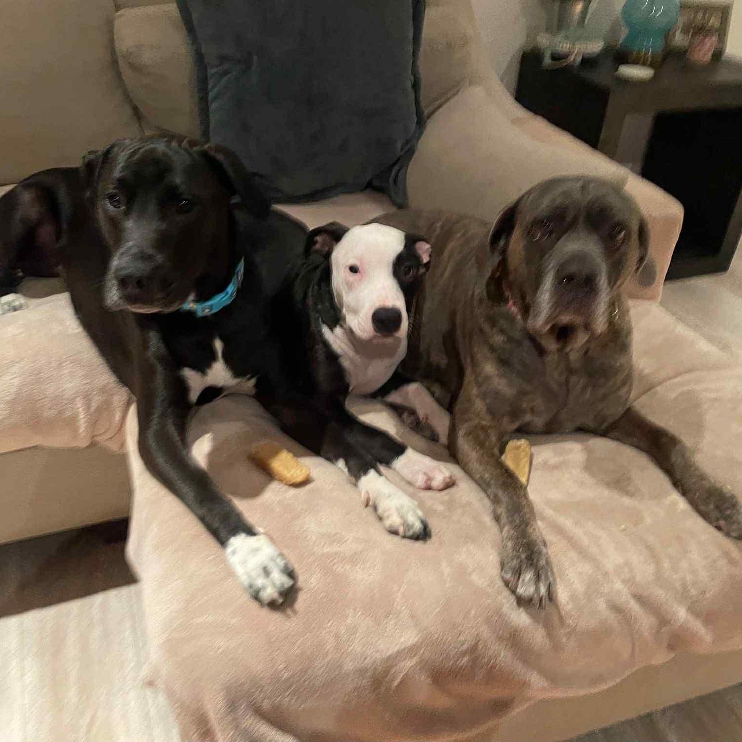 Dewey, a Adoptable Mixed Breed in Harrington, DE image 2/5