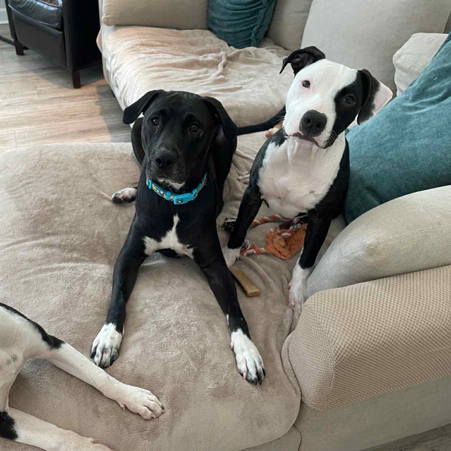 Dewey, a Adoptable Mixed Breed in Harrington, DE image 4/5