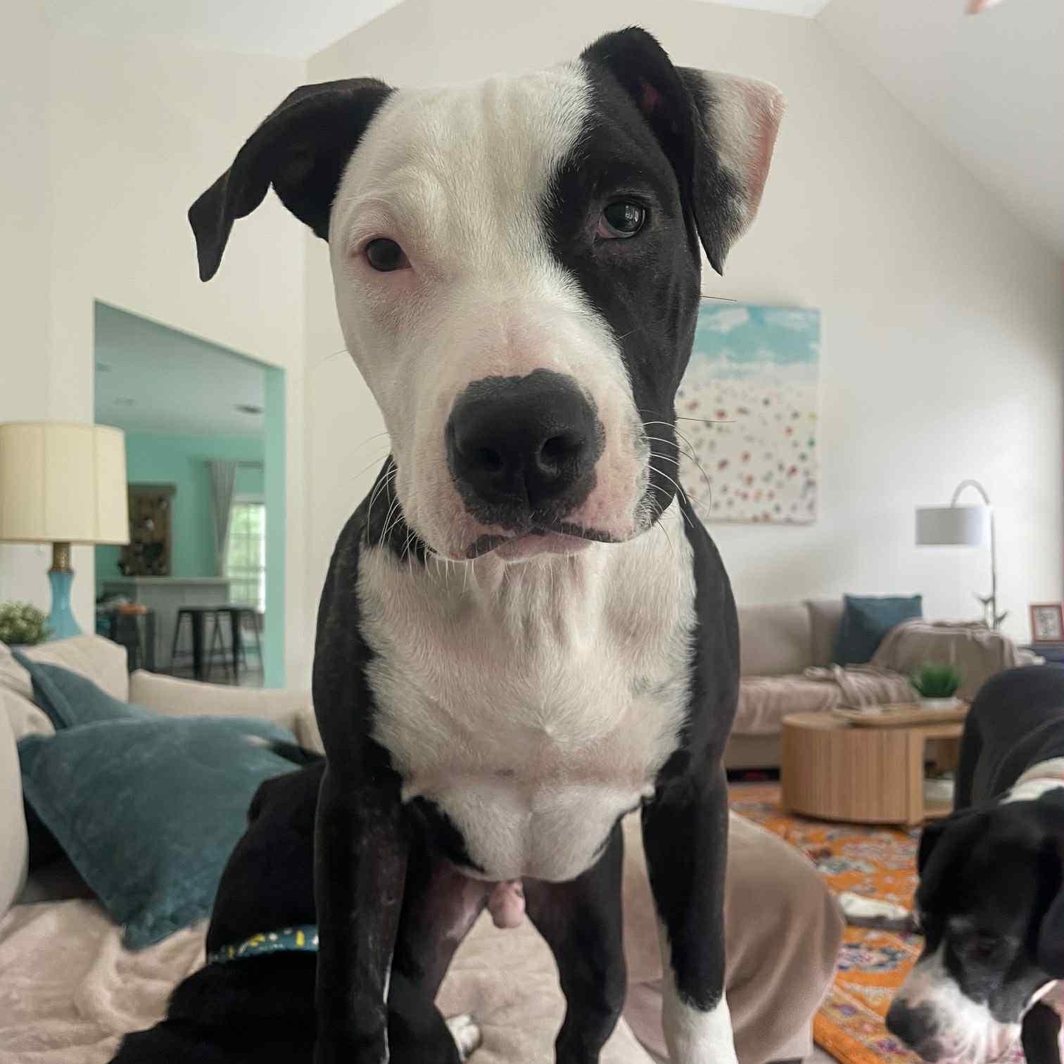 Dewey, a Adoptable Mixed Breed in Harrington, DE image 5/5