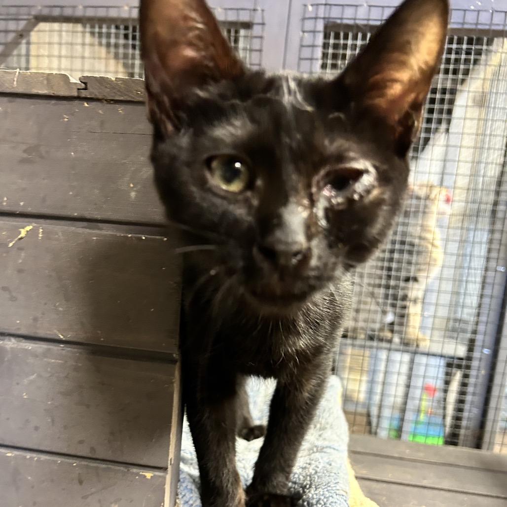 Chunk, Adoptable, Young Male Domestic Short Hair.