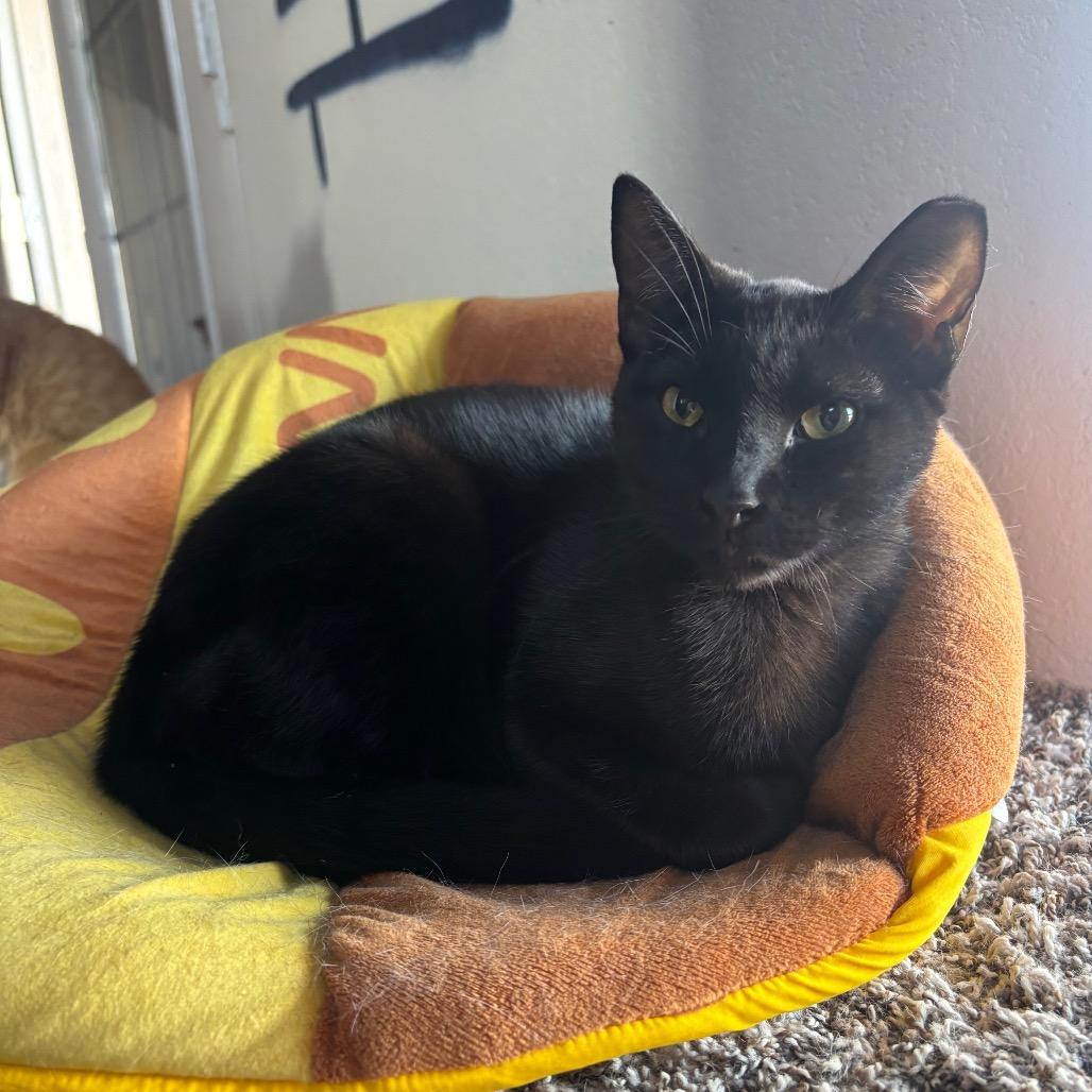 Enlarge Chunkette, a Adoptable Domestic Short Hair in Midland, TX image 1/2