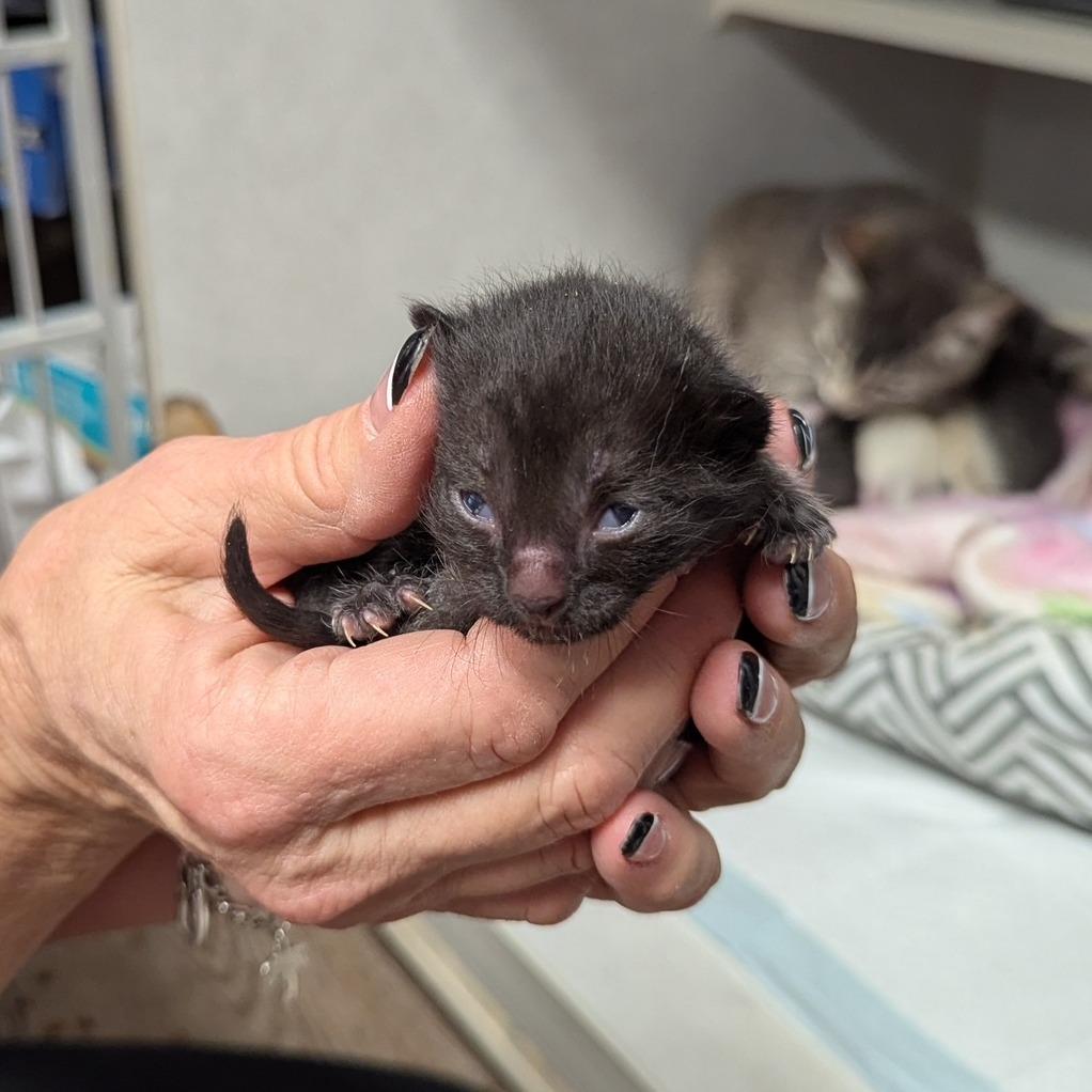 Enlarge Chunk, a Adoptable Domestic Short Hair in Midland, TX image 2/3