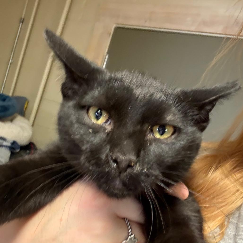 Enlarge Chunk, a Adoptable Domestic Short Hair in Midland, TX image 3/3