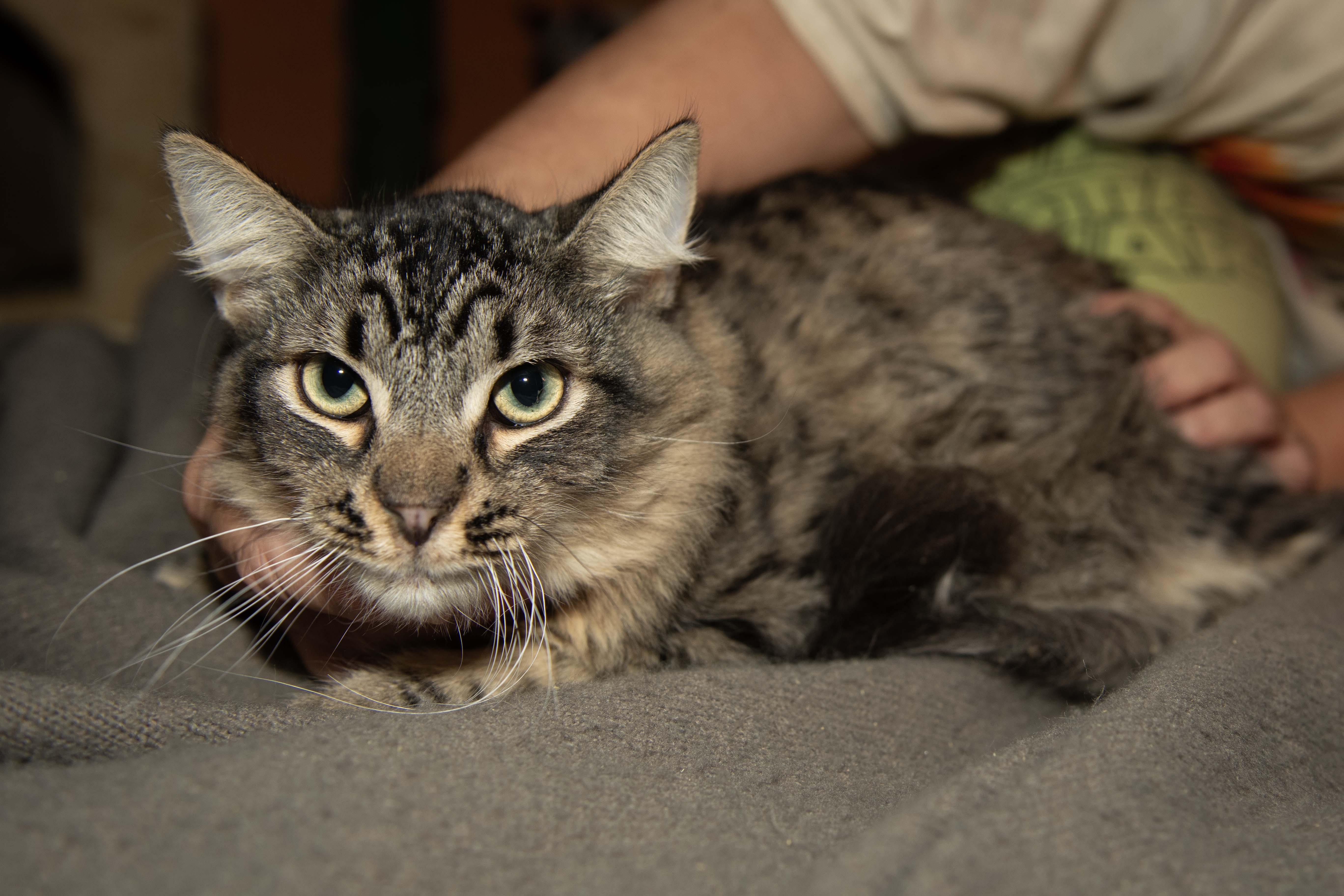 Enlarge Archibald, a Adoptable Tabby in Panorama City, CA image 1/3