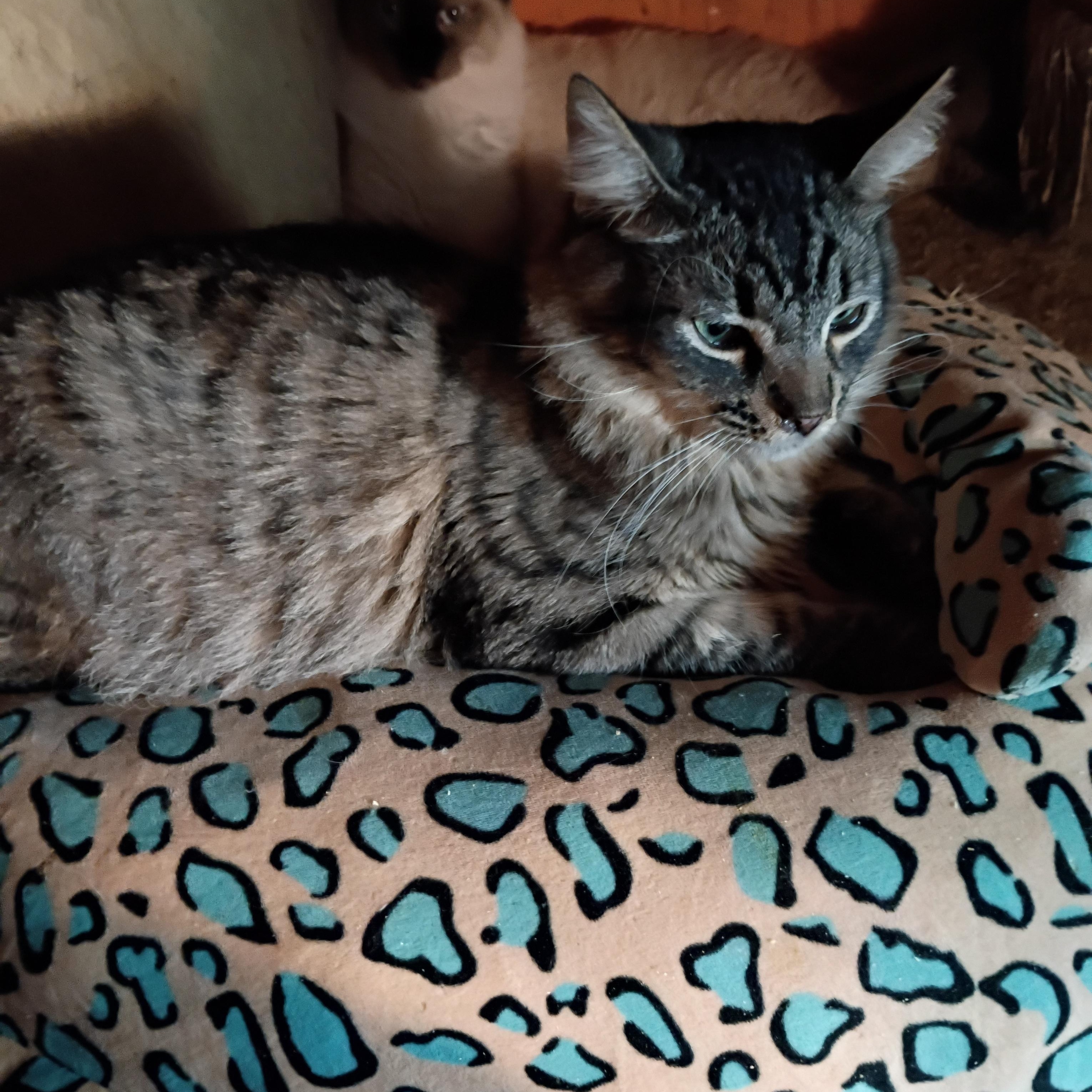 Enlarge Archibald, a Adoptable Tabby in Panorama City, CA image 3/4