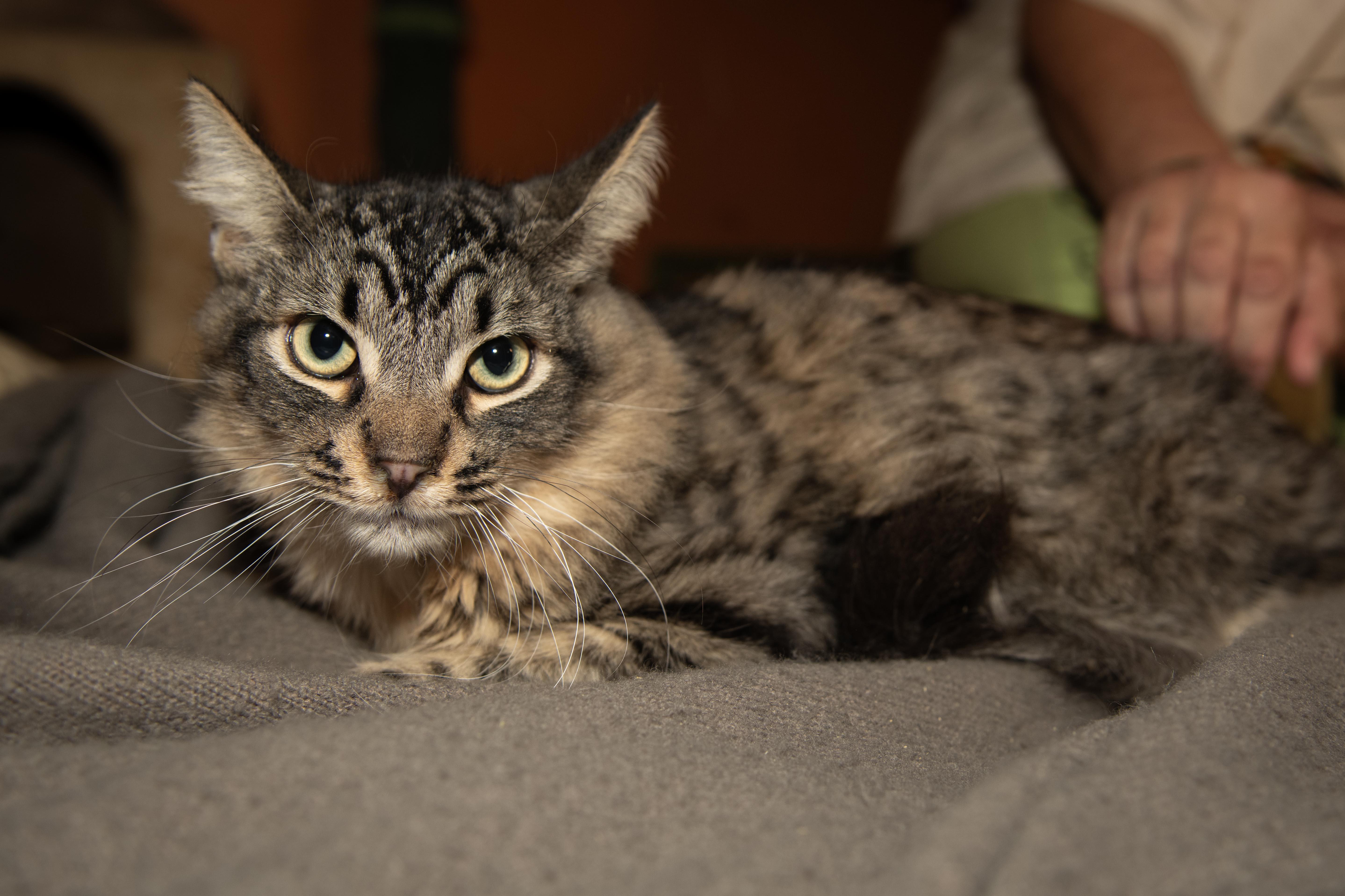 Enlarge Archibald, a Adoptable Tabby in Panorama City, CA image 3/3