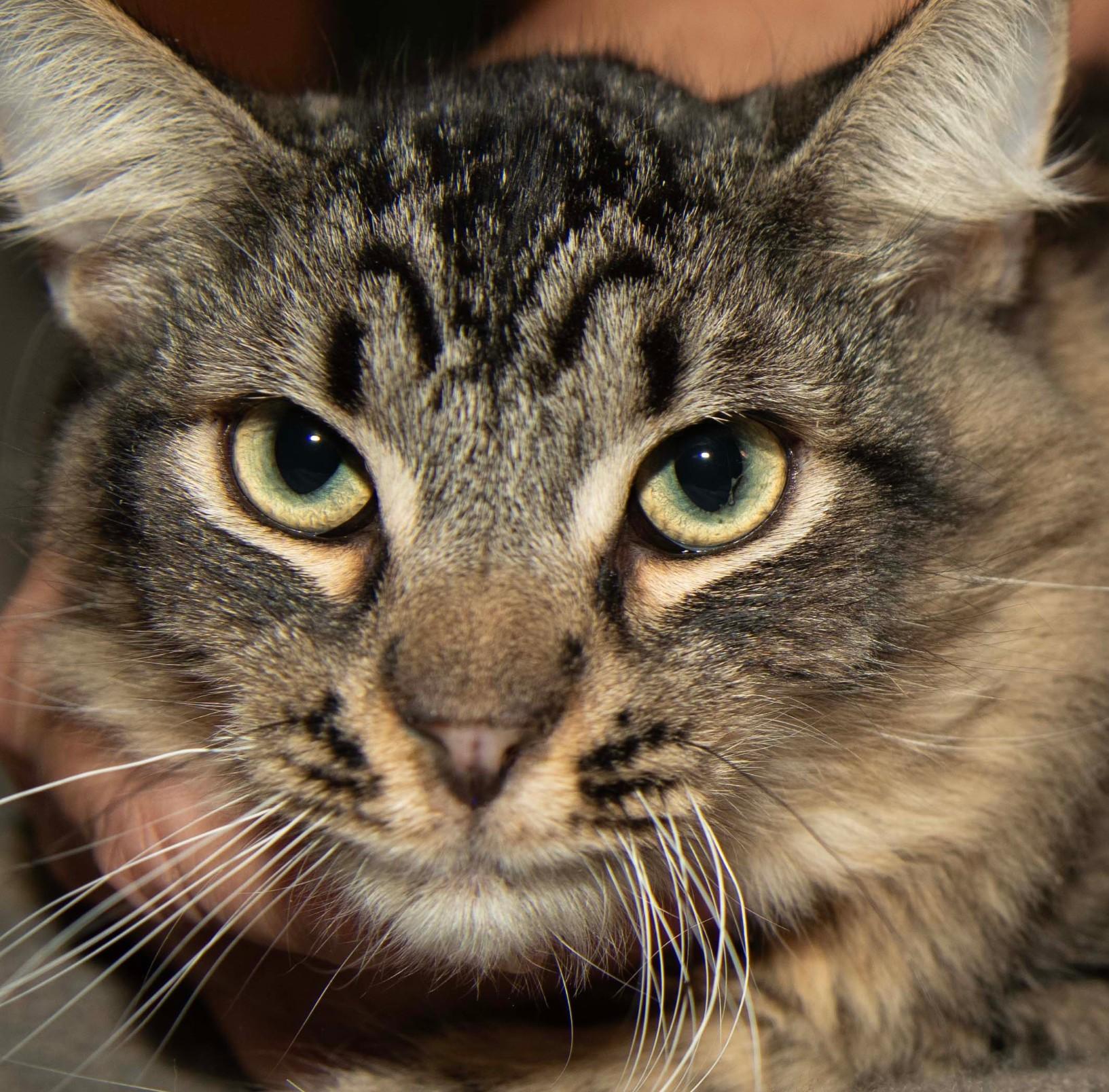 Enlarge Archibald, a Adoptable Tabby in Panorama City, CA image 2/3
