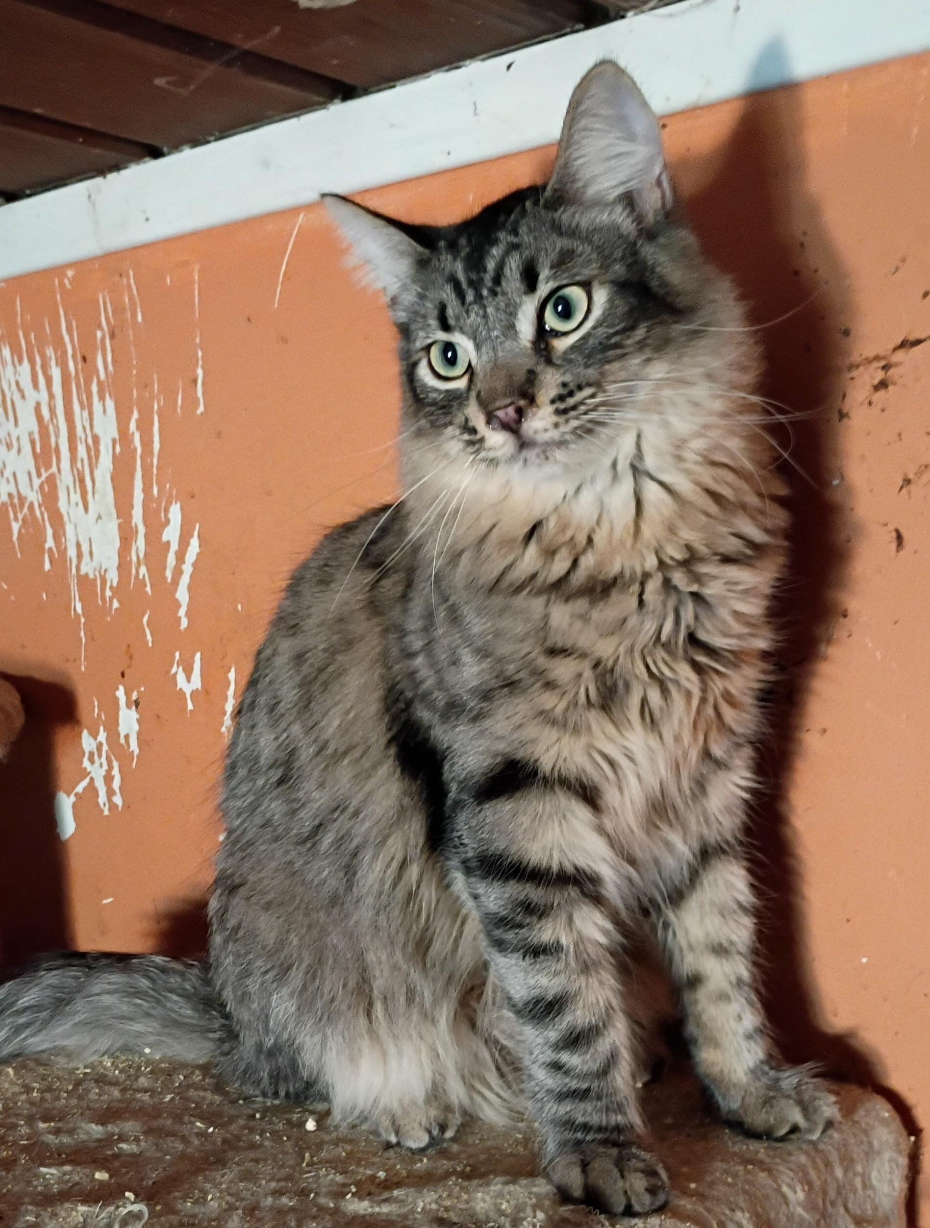 Archibald, Adoptable, Young Male Tabby.