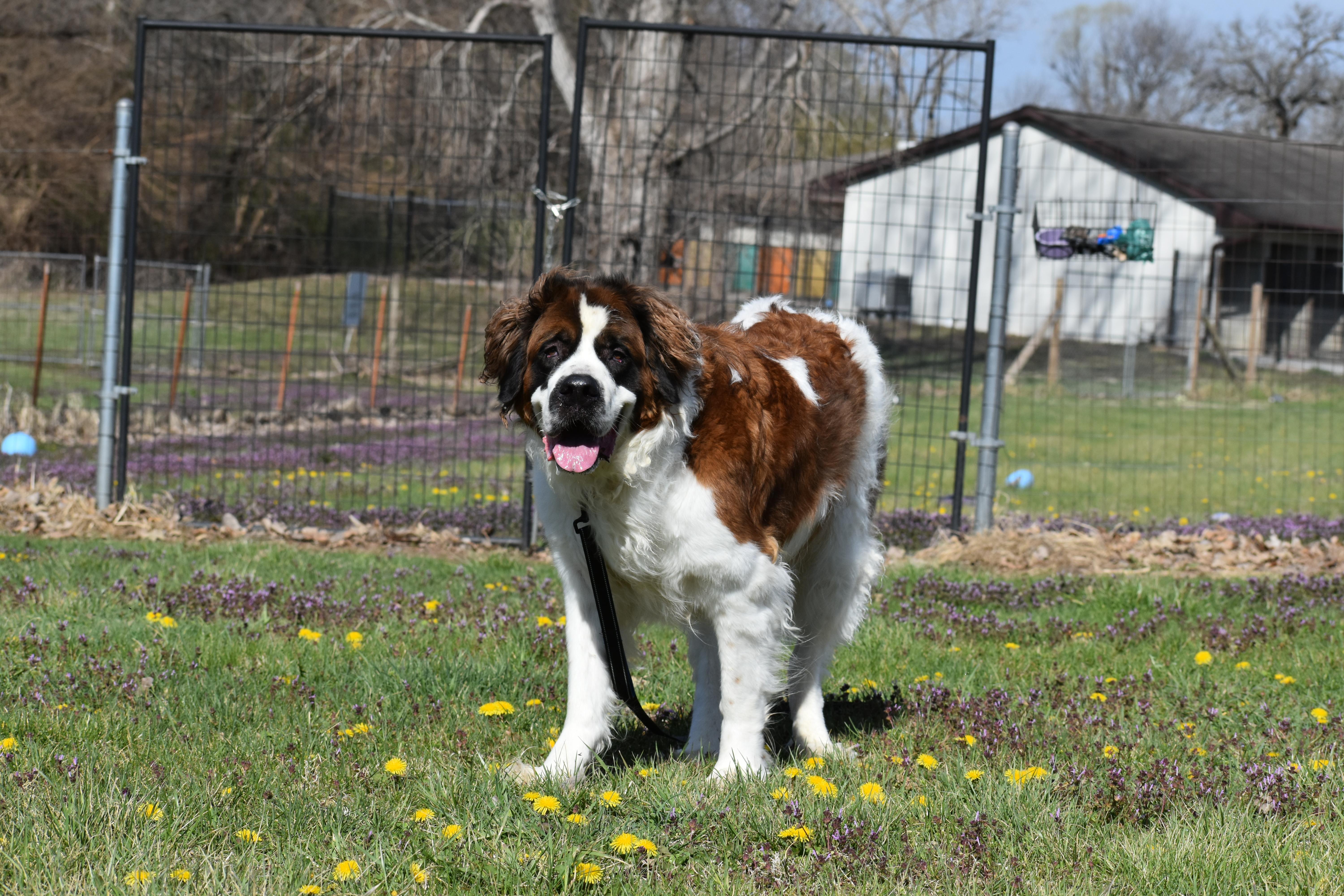 Enlarge King Alaric, a Adoptable Saint Bernard in Auburn, NE image 4/5