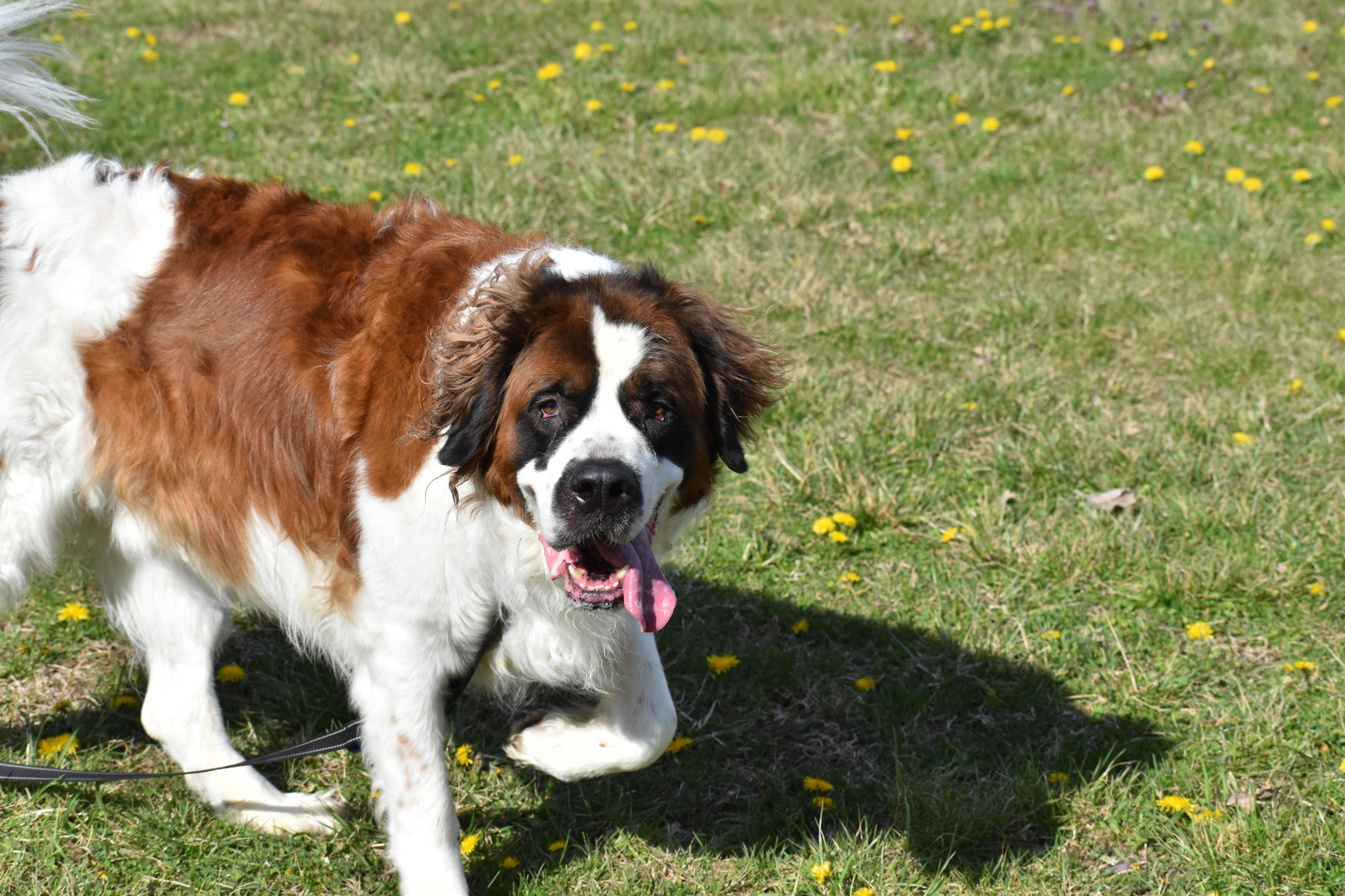 Enlarge King Alaric, a Adoptable Saint Bernard in Auburn, NE image 5/5