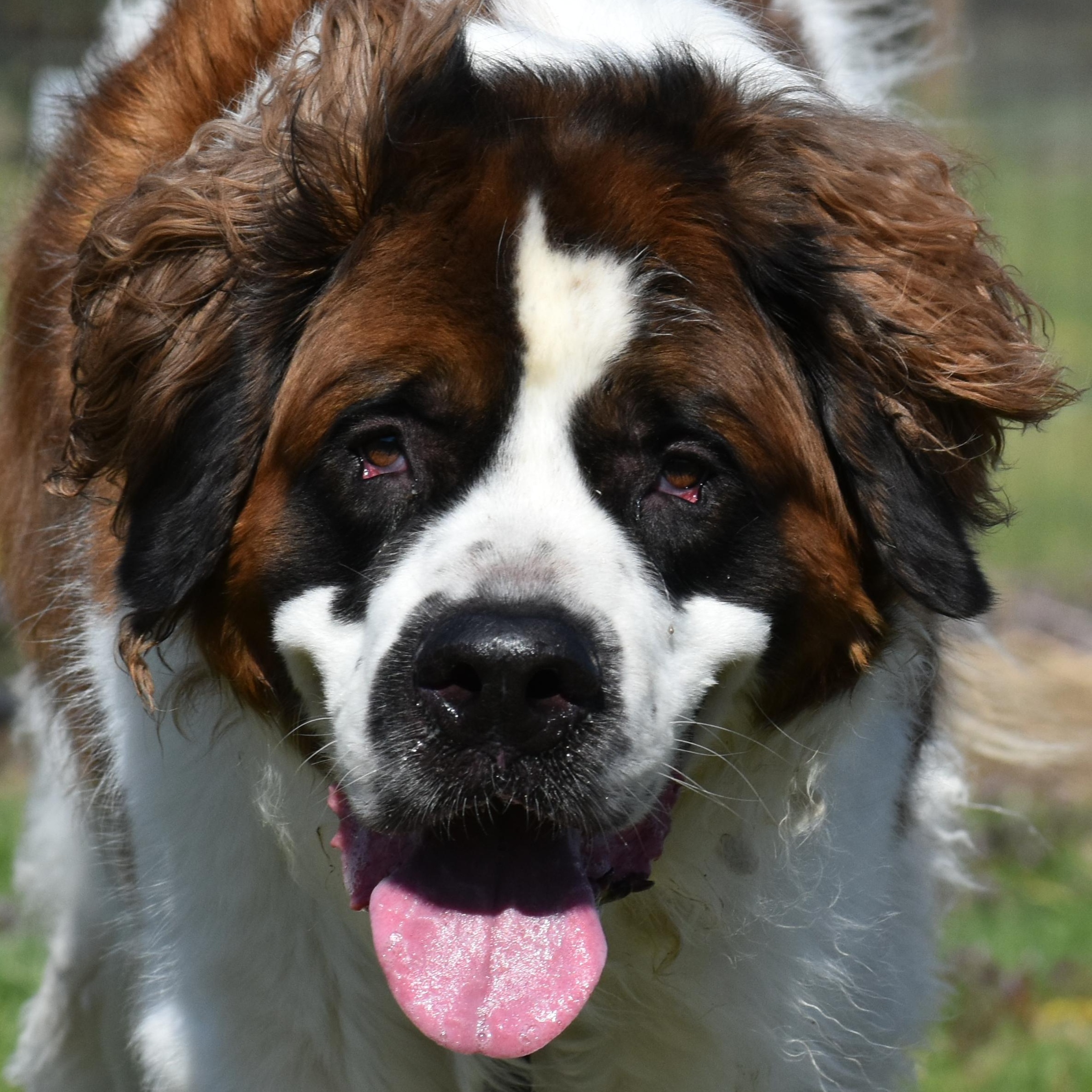 Enlarge King Alaric, a Adoptable Saint Bernard in Auburn, NE image 1/5