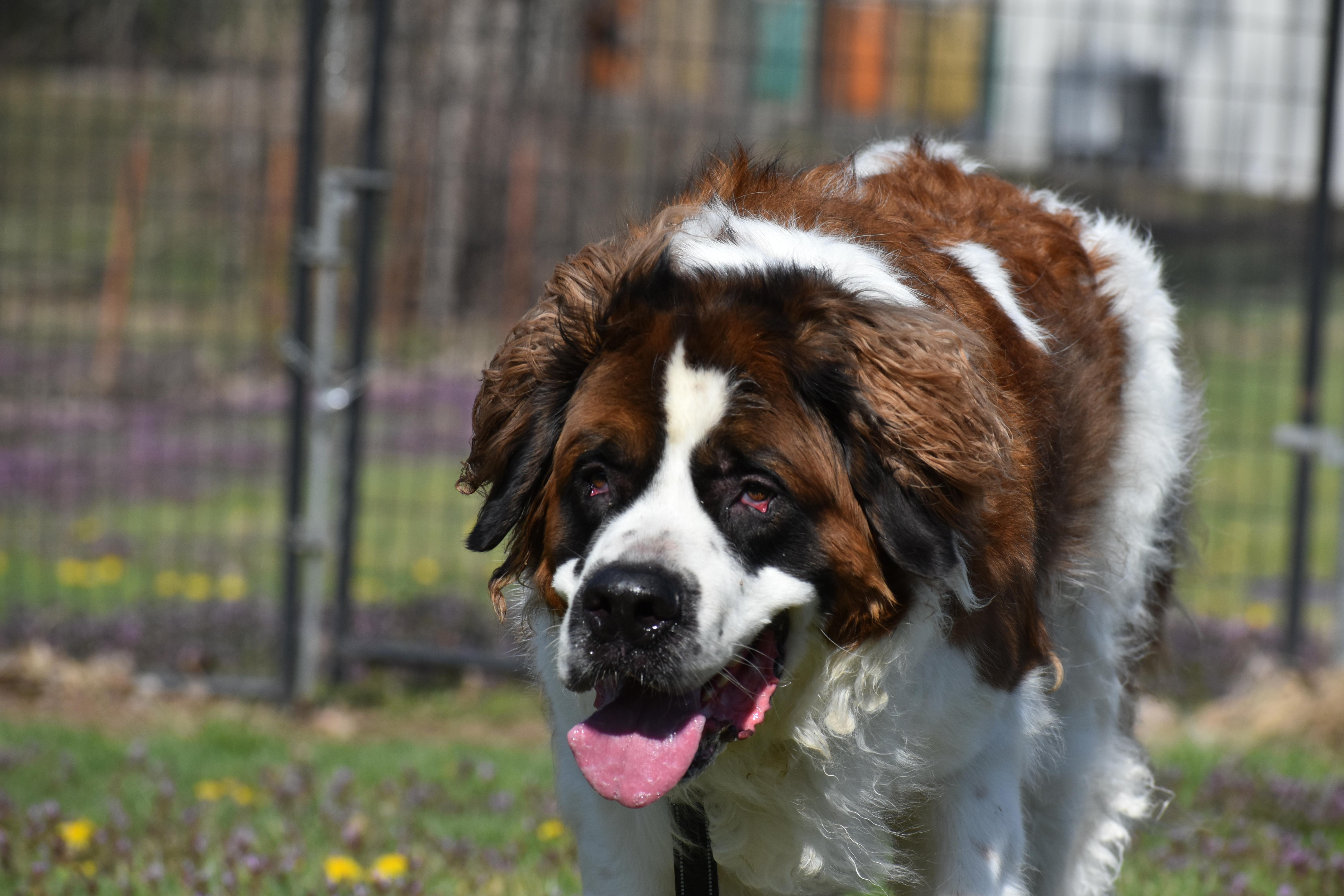 Enlarge King Alaric, a Adoptable Saint Bernard in Auburn, NE image 2/5