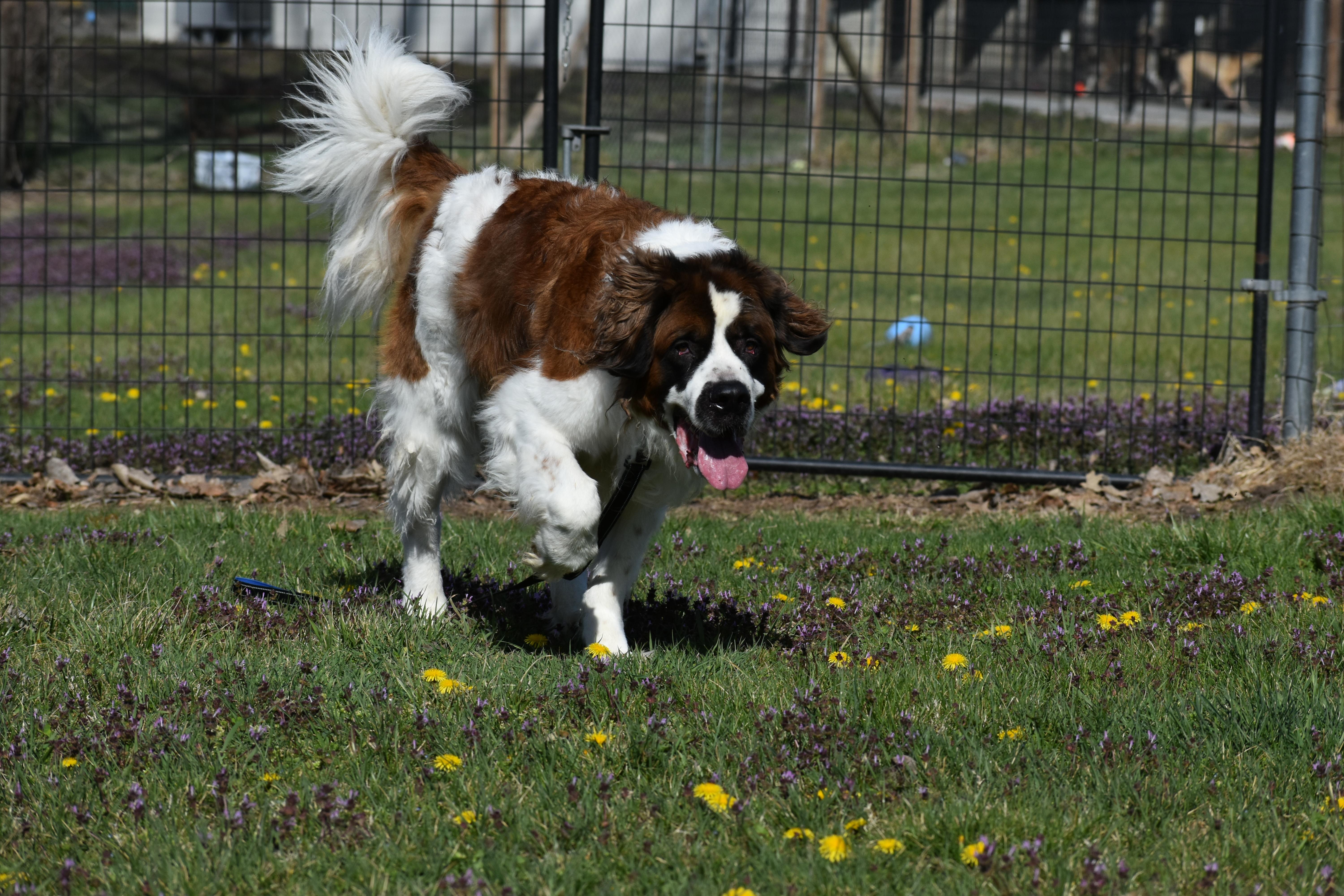 Enlarge King Alaric, a Adoptable Saint Bernard in Auburn, NE image 3/5