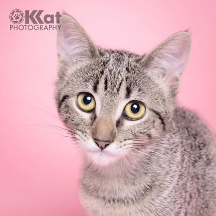 Enlarge Cinnamon Swirl 50958, a ADOPTABLE Domestic Short Hair in Oklahoma City, OK image 2/3