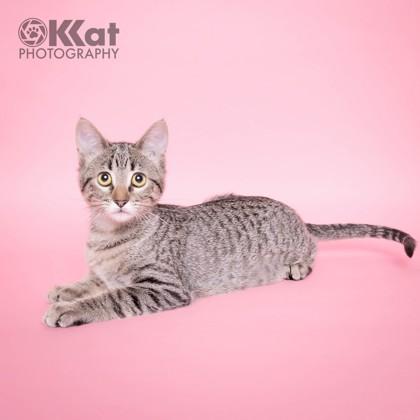 Cinnamon Swirl 50958, ADOPTABLE, Kitten Female Domestic Short Hair.