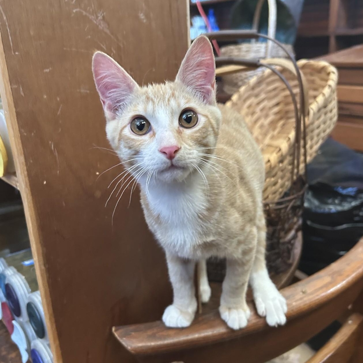 Rusty, Adoptable, Kitten Male Domestic Short Hair.